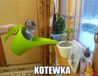 komentarz obrazkowy