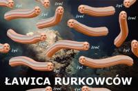 komentarz obrazkowy