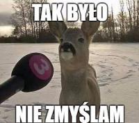 komentarz obrazkowy