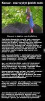 komentarz obrazkowy