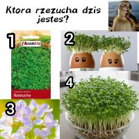 komentarz obrazkowy
