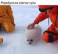 komentarz obrazkowy