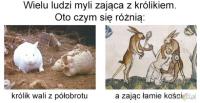 komentarz obrazkowy