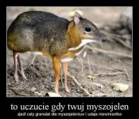 komentarz obrazkowy