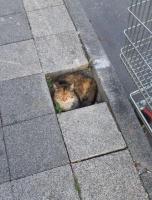 komentarz obrazkowy