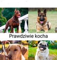 komentarz obrazkowy