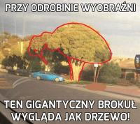 komentarz obrazkowy