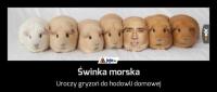 komentarz obrazkowy