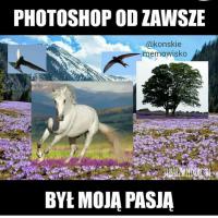 komentarz obrazkowy