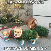 komentarz obrazkowy
