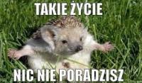 komentarz obrazkowy