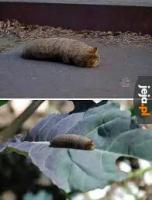 komentarz obrazkowy