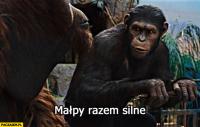 komentarz obrazkowy