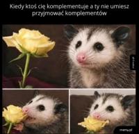 komentarz obrazkowy