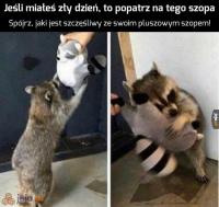 komentarz obrazkowy