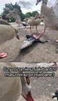 komentarz obrazkowy