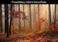 komentarz obrazkowy