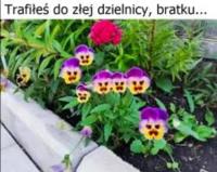komentarz obrazkowy