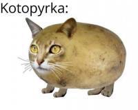 komentarz obrazkowy