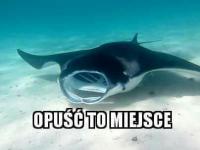 komentarz obrazkowy