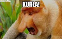 komentarz obrazkowy