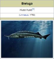komentarz obrazkowy