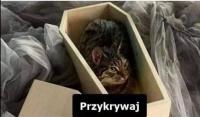 komentarz obrazkowy