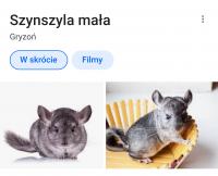 komentarz obrazkowy