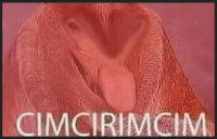 komentarz obrazkowy