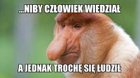 komentarz obrazkowy
