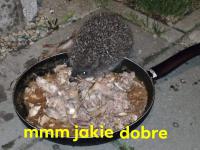 komentarz obrazkowy