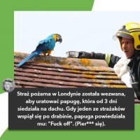 komentarz obrazkowy