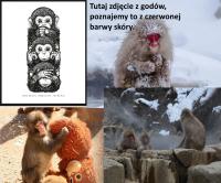 komentarz obrazkowy