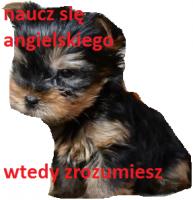 komentarz obrazkowy