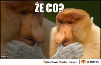komentarz obrazkowy