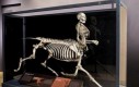 Szkielet w muzeum