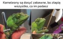 Jaszczur stał się rycerzem