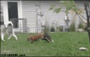 Husky i lisek świetnie się bawią