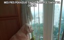 Mój pies pokazuje swojej małpce świat za oknem