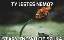 Ty jesteś Nemo?