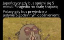 Kocham polskie busy