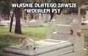 Właśnie dlatego wolę psy...