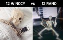 12 w nocy vs 12 rano