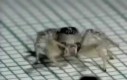 Założę się, że ten pająk ma lepsze ruchy niż Ty