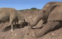 Nowi przyjaciele: owca i słoń