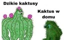 Kaktusy