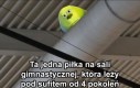 Wiele już widziała