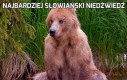 Najbardziej słowiański niedźwiedź