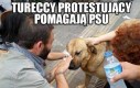 Tureccy protestujący pomagają psu