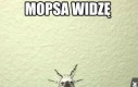 Mops w ćmie